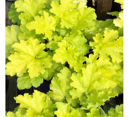 Гейхера Ситронелла (Citronella ) P9
